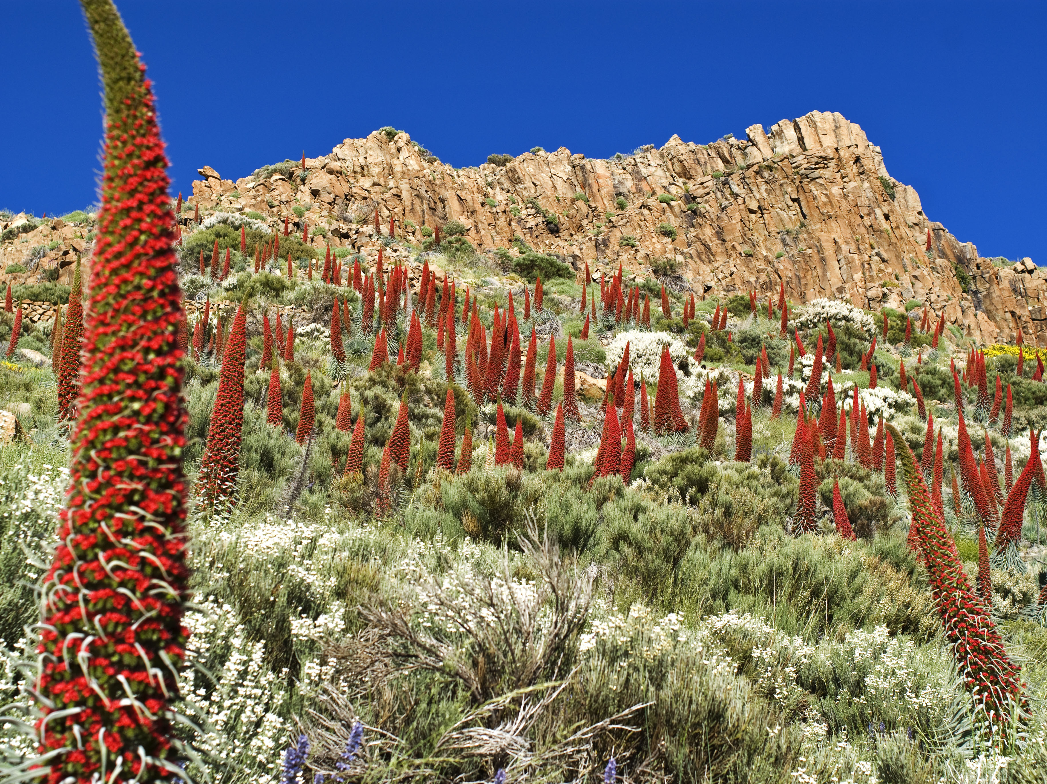 Tajinaste rojo: las flores ‘marcianas’ del Teide